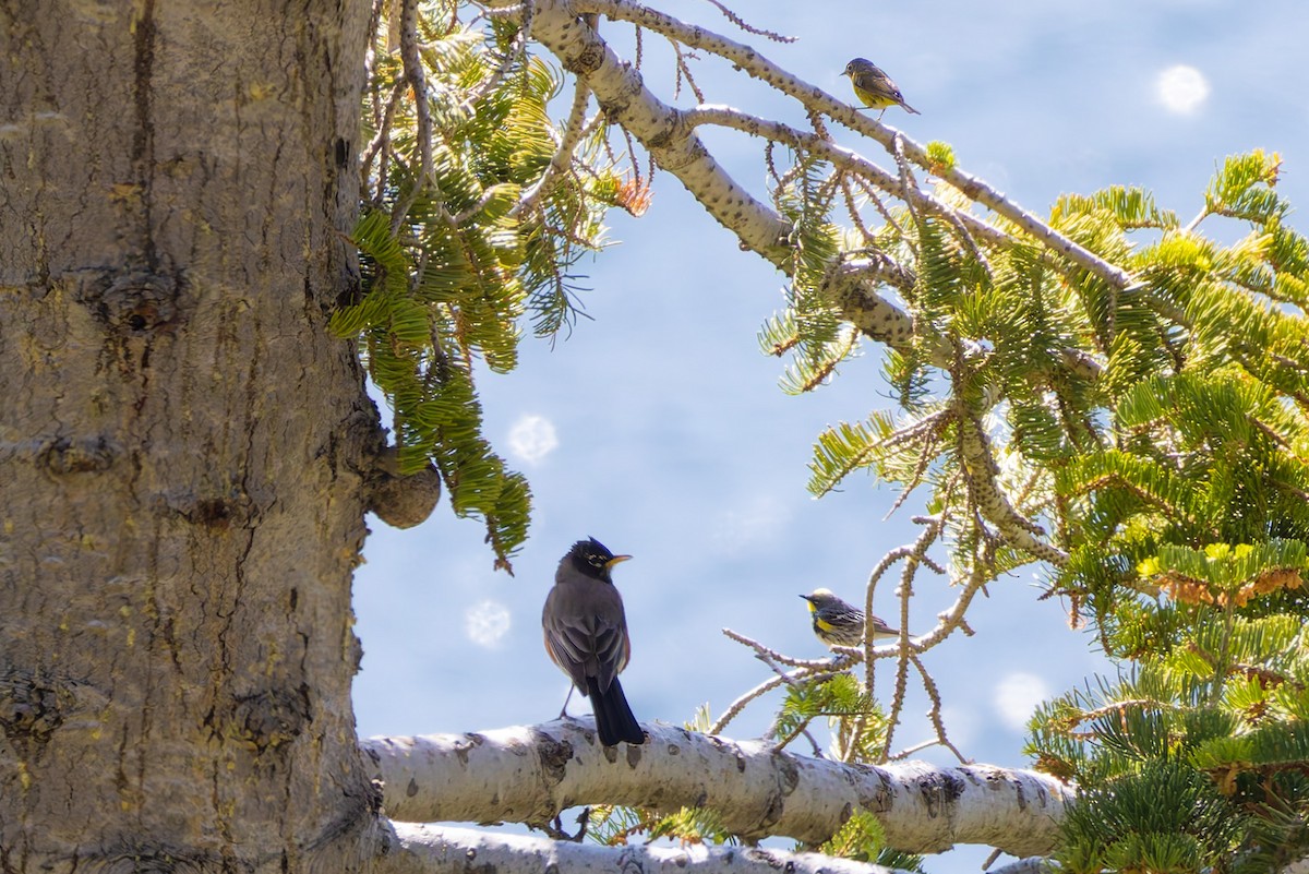 Yellow-rumped Warbler - ML639011672