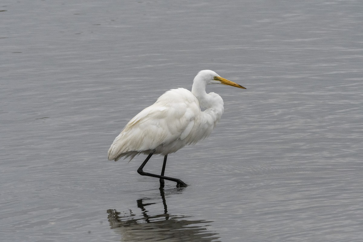 Great Egret - ML639011682