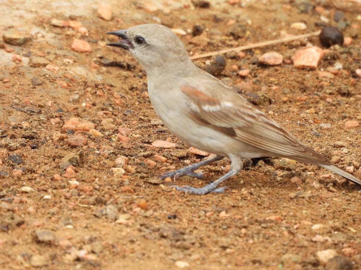 Yellow-throated Sparrow - ML639011693