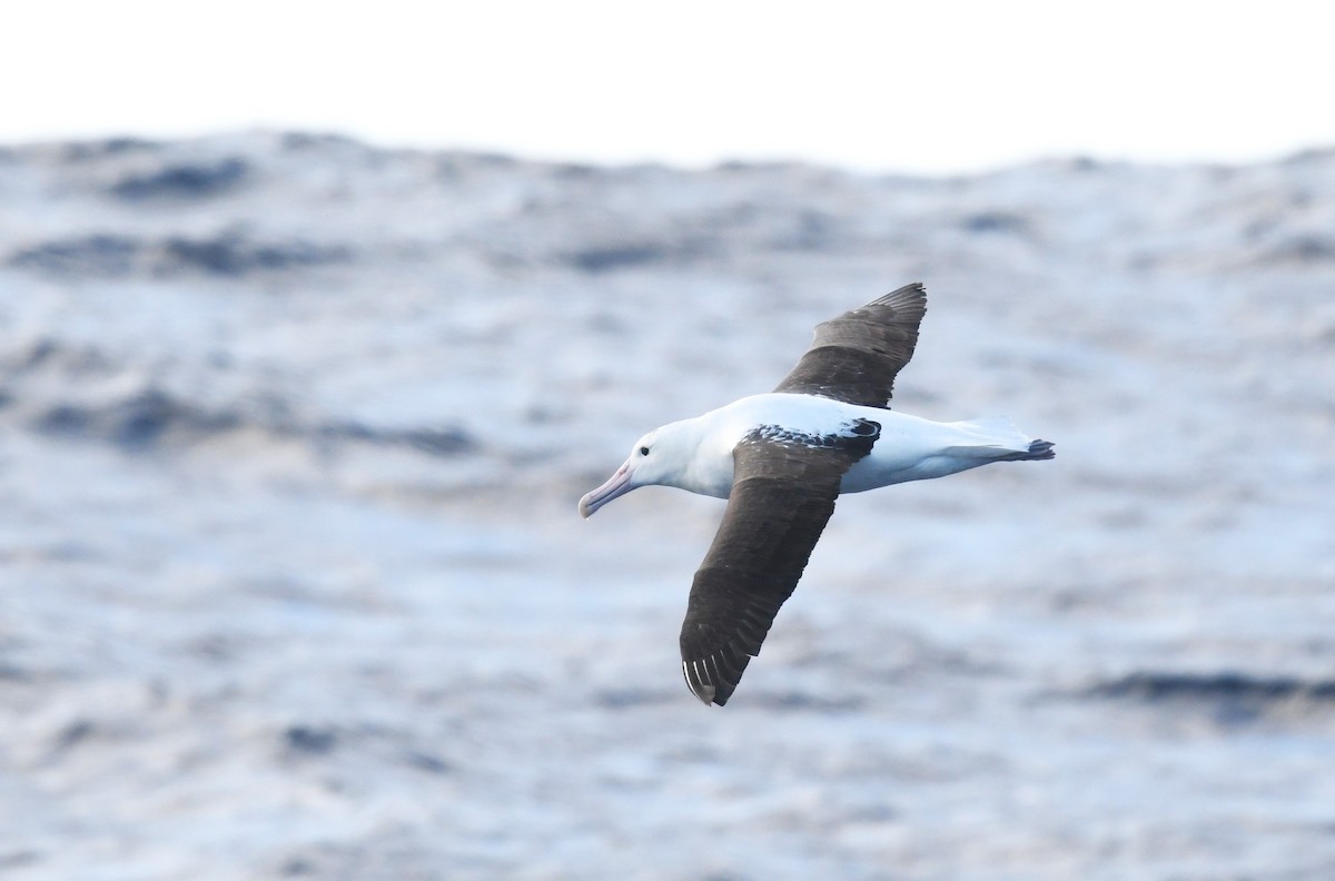Northern Royal Albatross - ML639011694