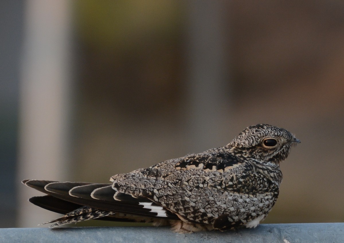 Common Nighthawk - ML639011695