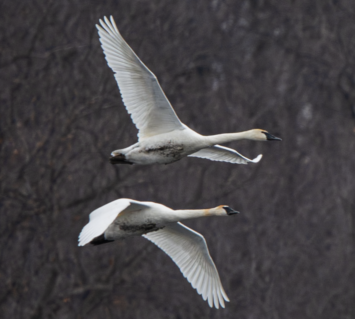 Trumpeter Swan - ML639011696