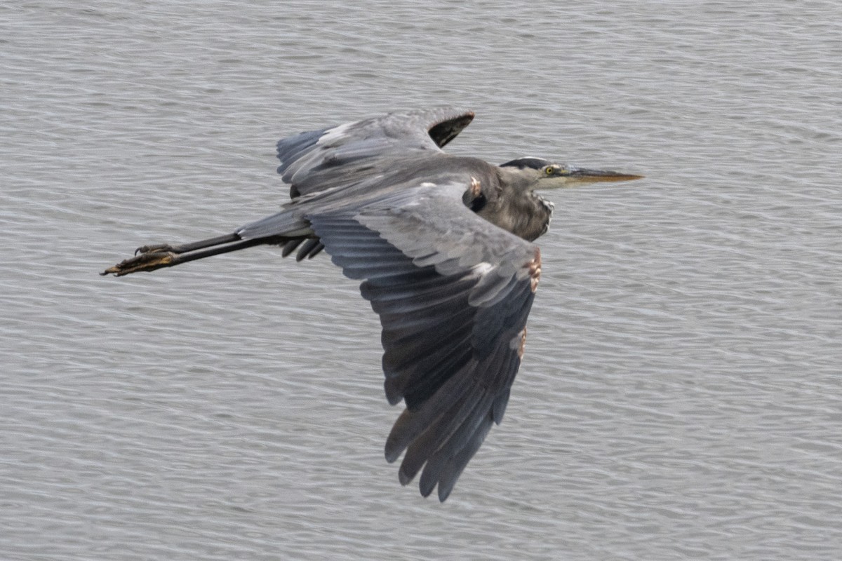 Great Blue Heron - ML639011697