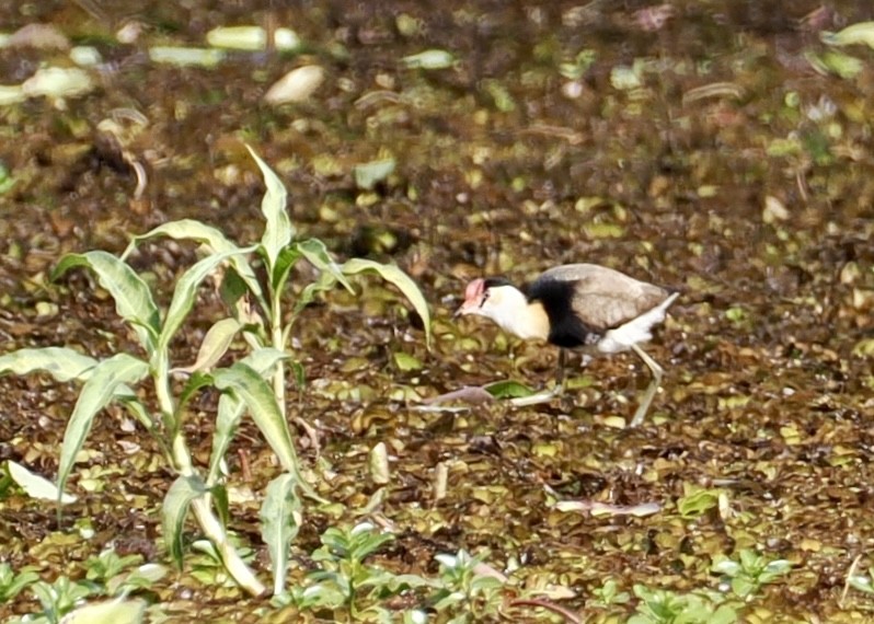 Comb-crested Jacana - ML639011698