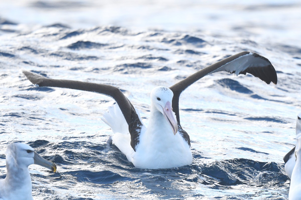 Northern Royal Albatross - ML639011699