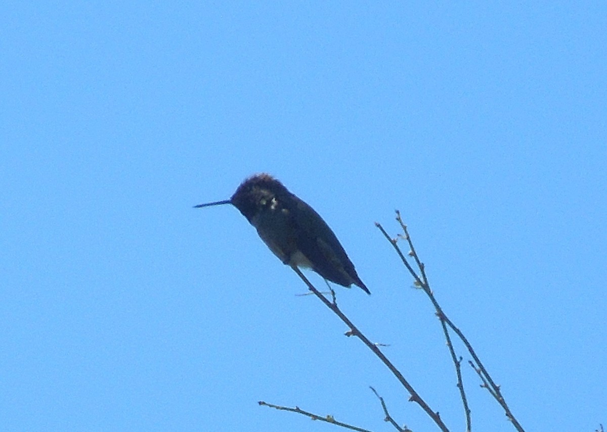 Anna's Hummingbird - ML639011700