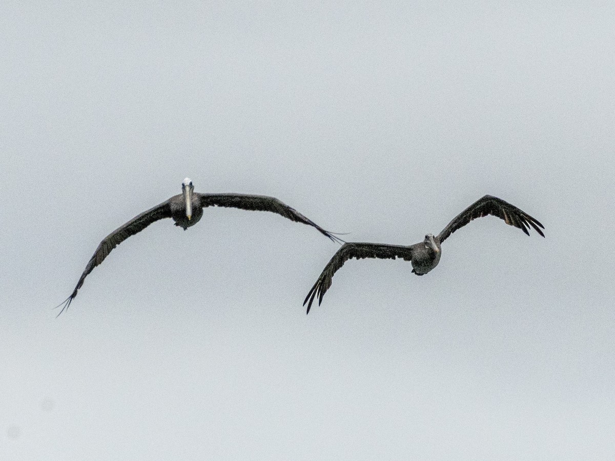Brown Pelican - ML639011701