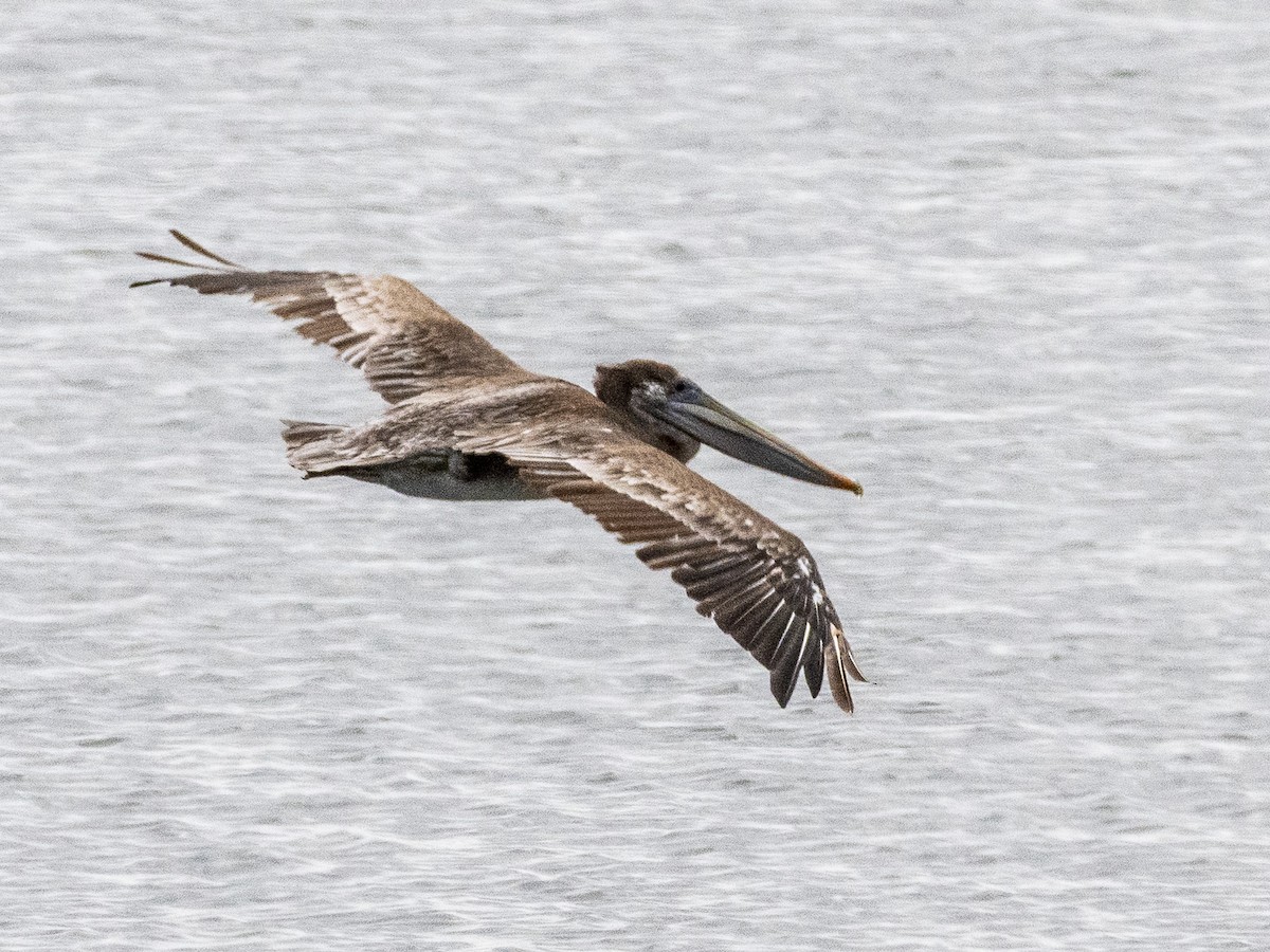 Brown Pelican - ML639011702