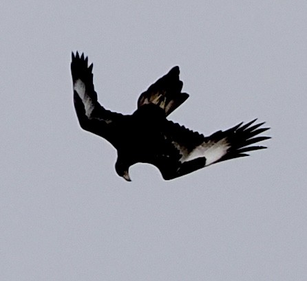 Wedge-tailed Eagle - ML639011703