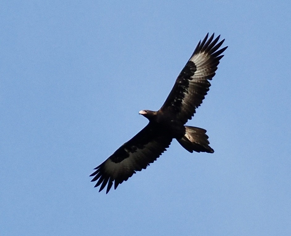 Wedge-tailed Eagle - ML639011704