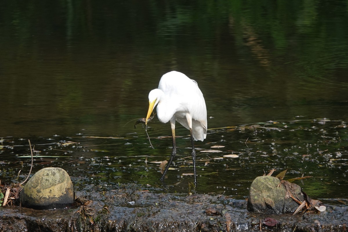 Great Egret - ML639011705