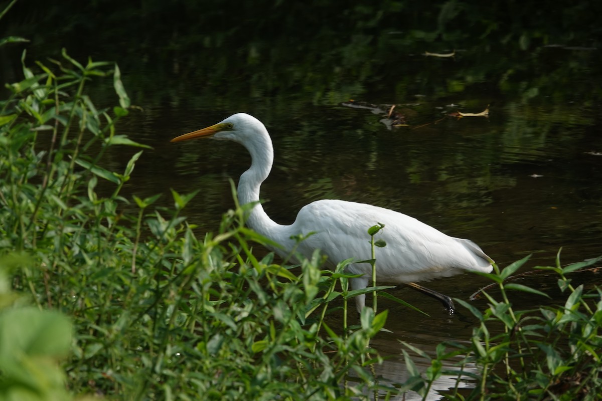 Great Egret - ML639011706