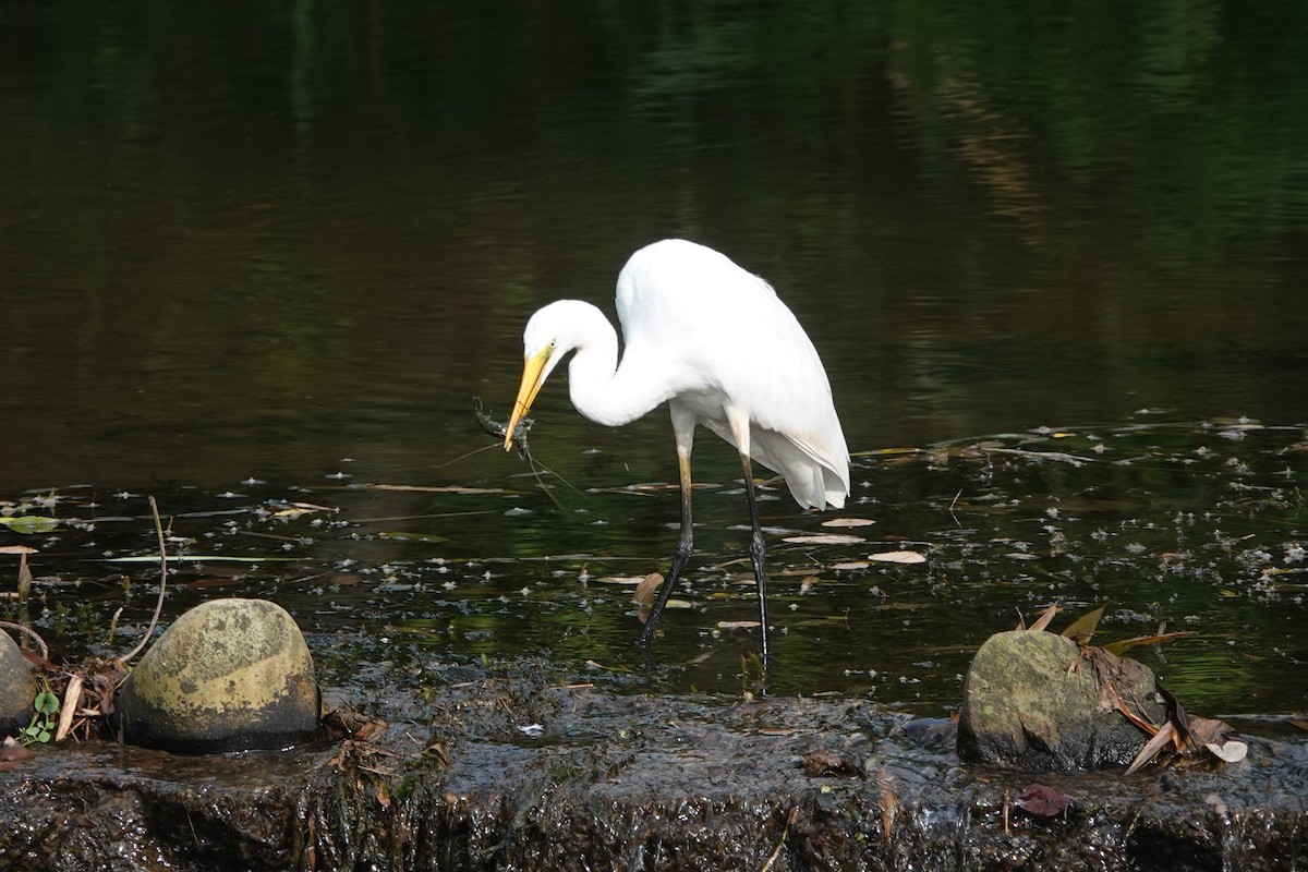 Great Egret - ML639011707