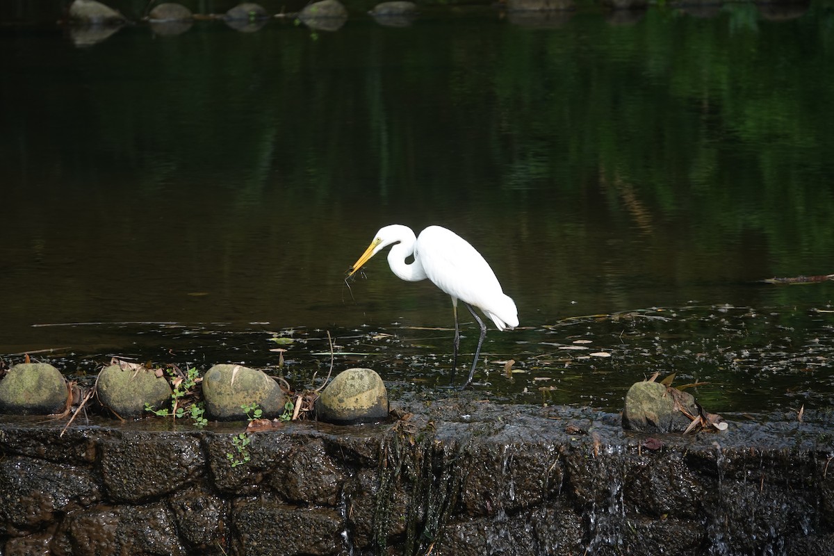 Great Egret - ML639011708