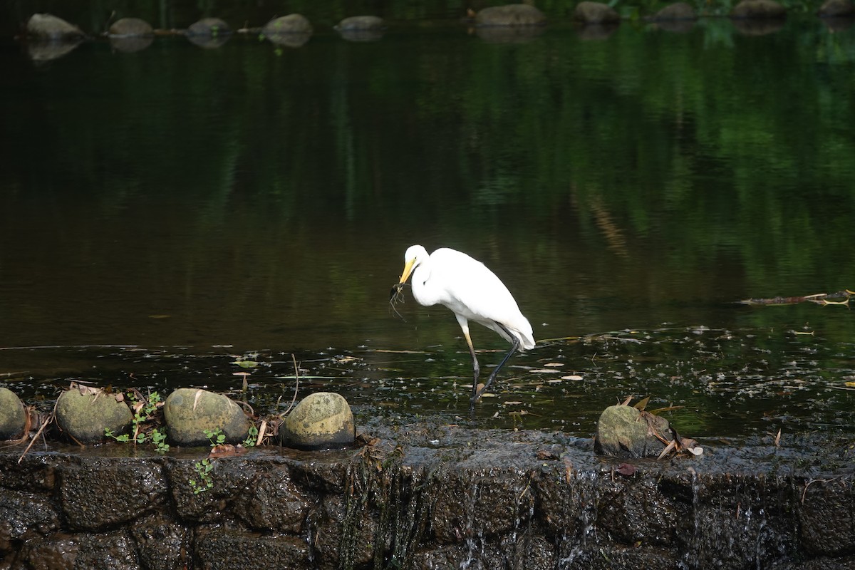 Great Egret - ML639011709