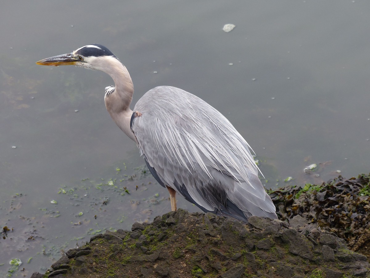 Great Blue Heron - ML639011711