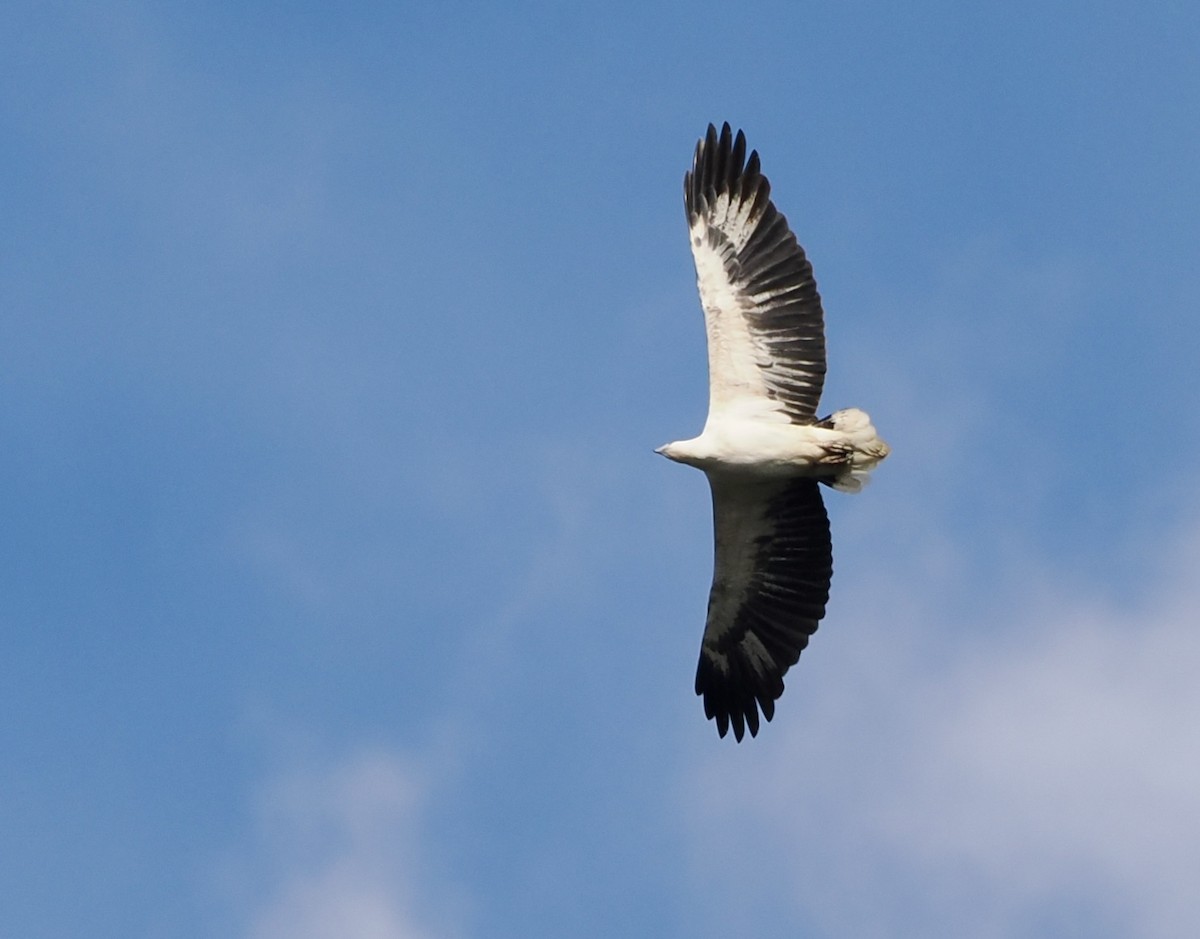 White-bellied Sea-Eagle - ML639011712