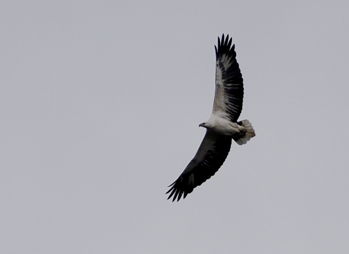White-bellied Sea-Eagle - ML639011713