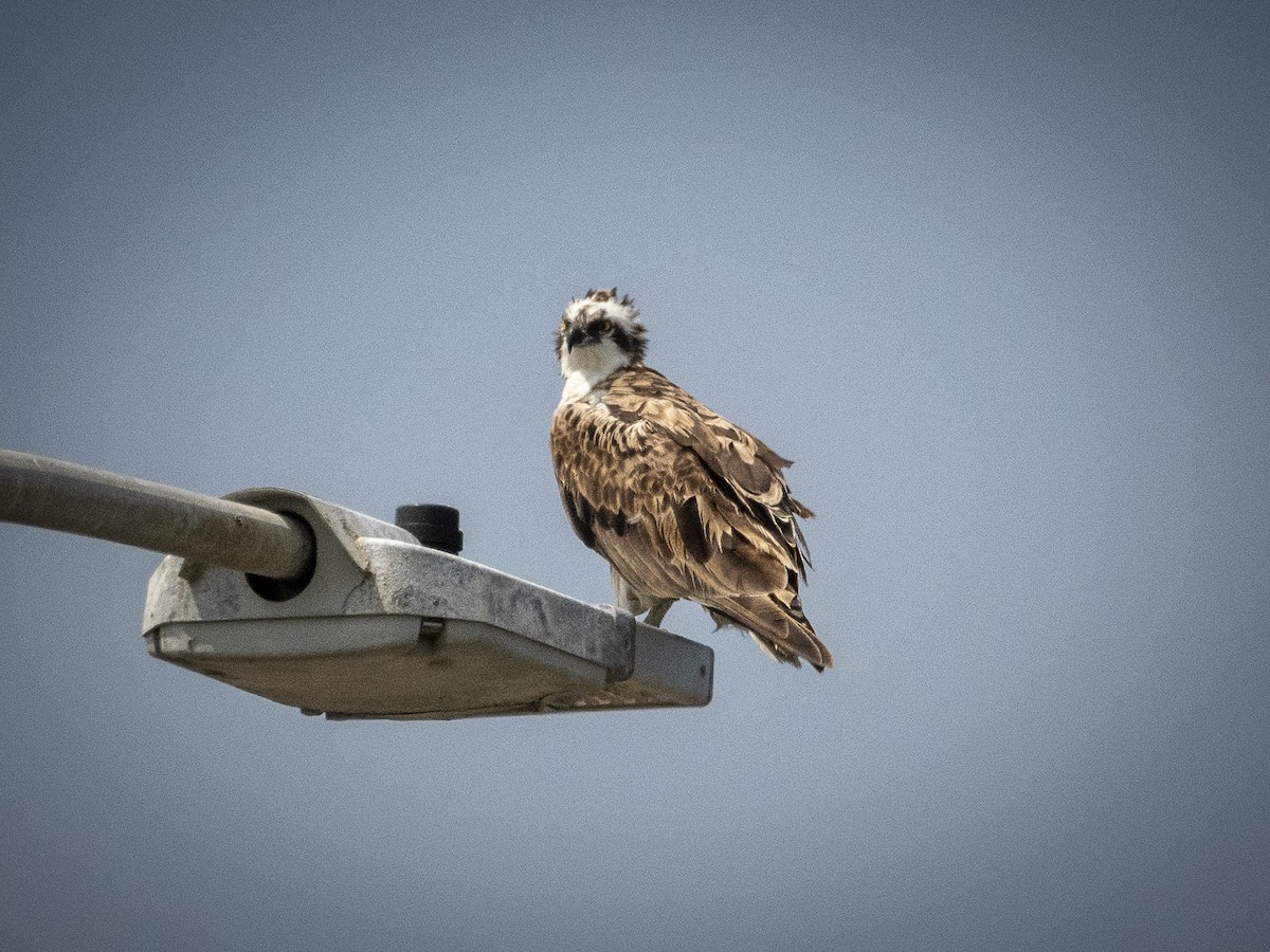Osprey - ML639011717