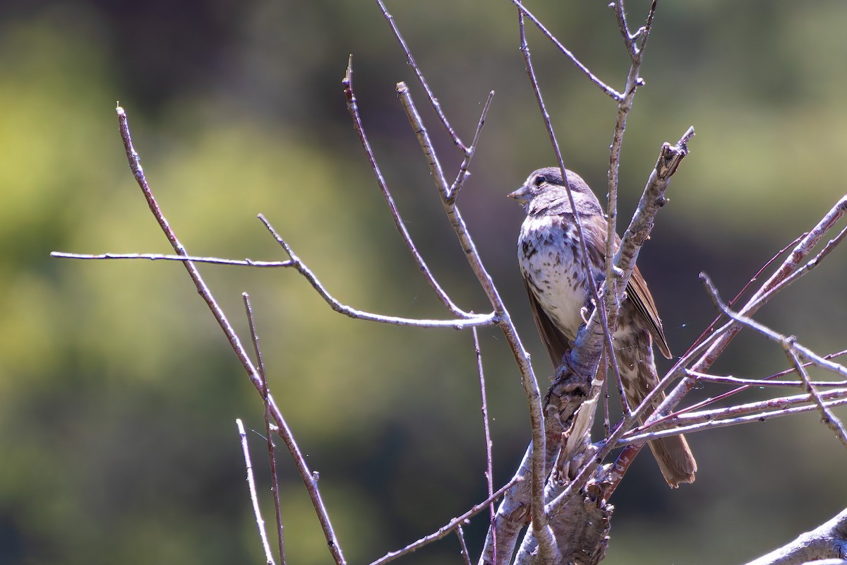 Fox Sparrow - ML639011723
