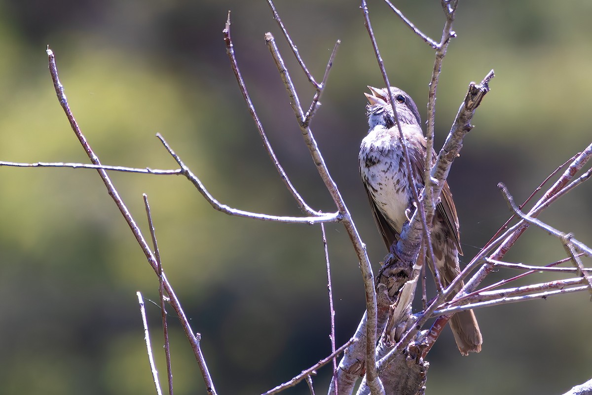 Fox Sparrow - ML639011724