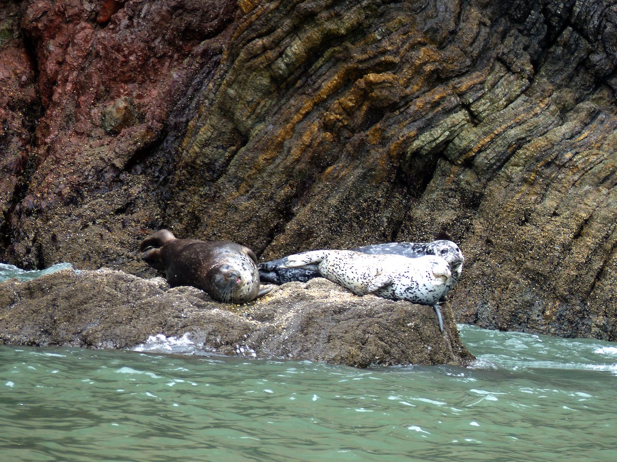 Harbor Seal - ML639011742
