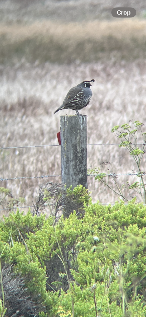 California Quail - ML639011745
