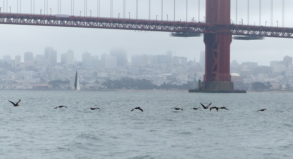 Brown Pelican - ML639011746