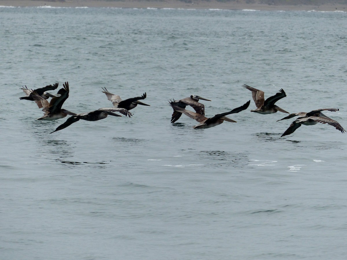 Brown Pelican - ML639011747