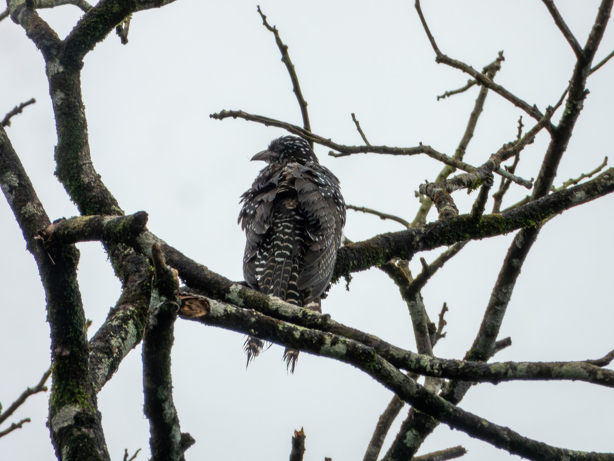 Asian Koel - ML639011748