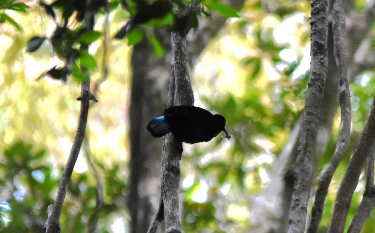 Paradise Riflebird - ML639011749