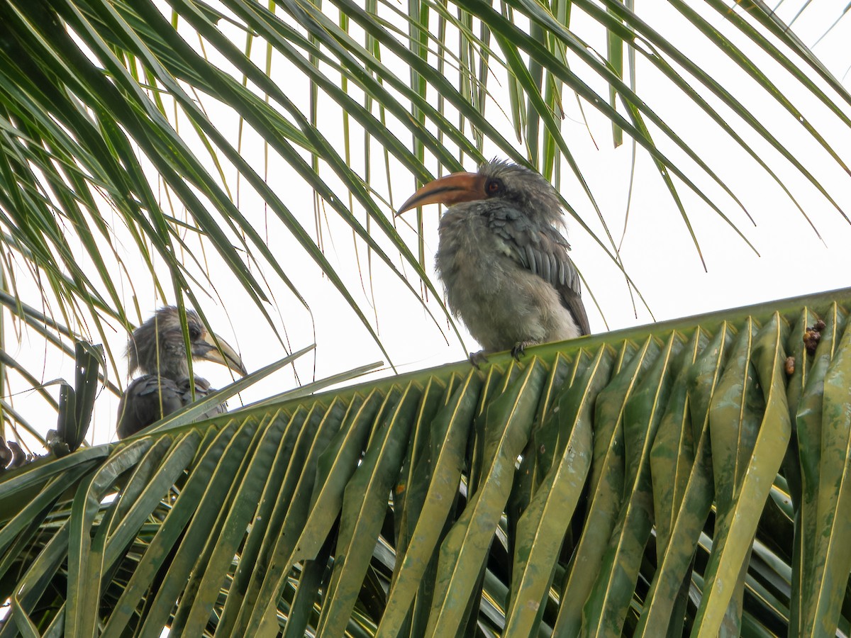 Malabar Gray Hornbill - ML639011750