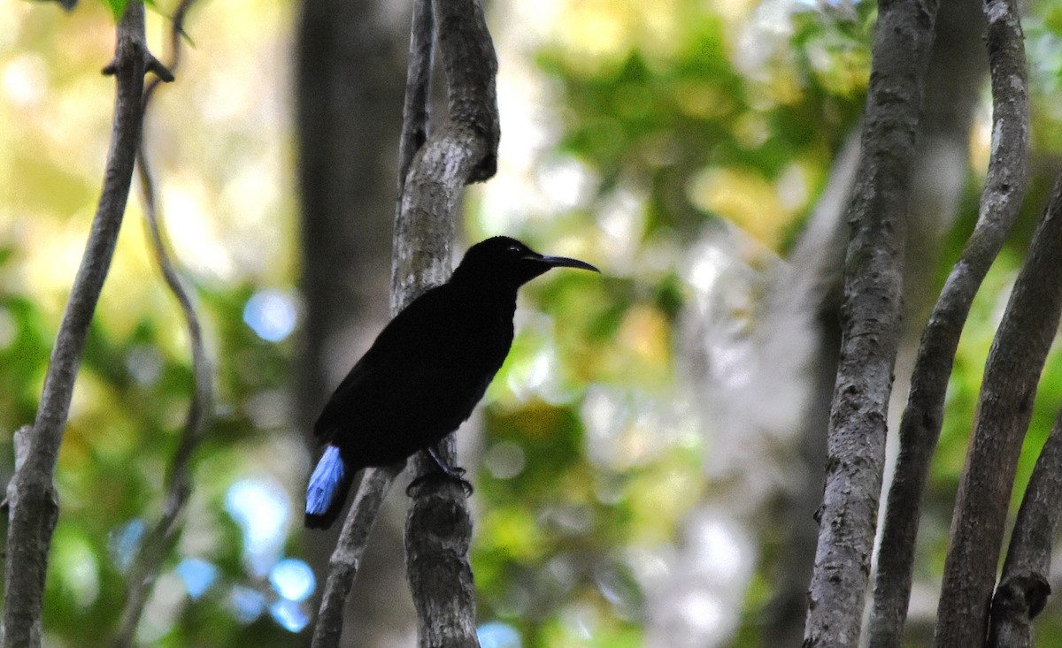 Paradise Riflebird - ML639011751