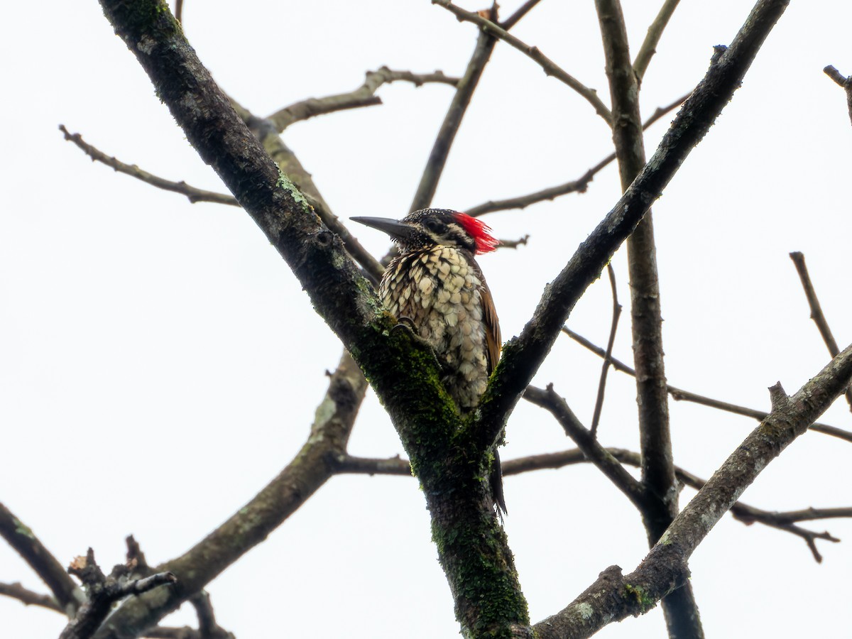 Black-rumped Flameback - ML639011752