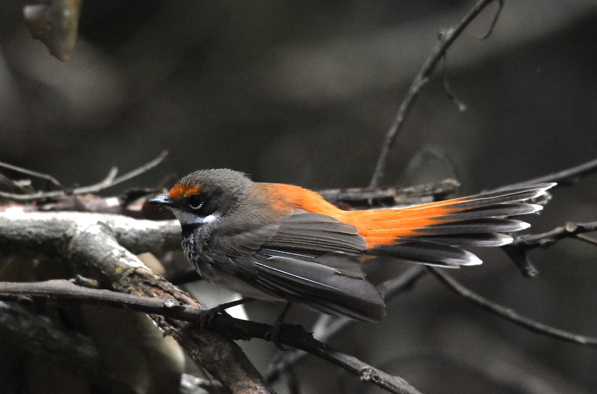 Australian Rufous Fantail - ML639011754