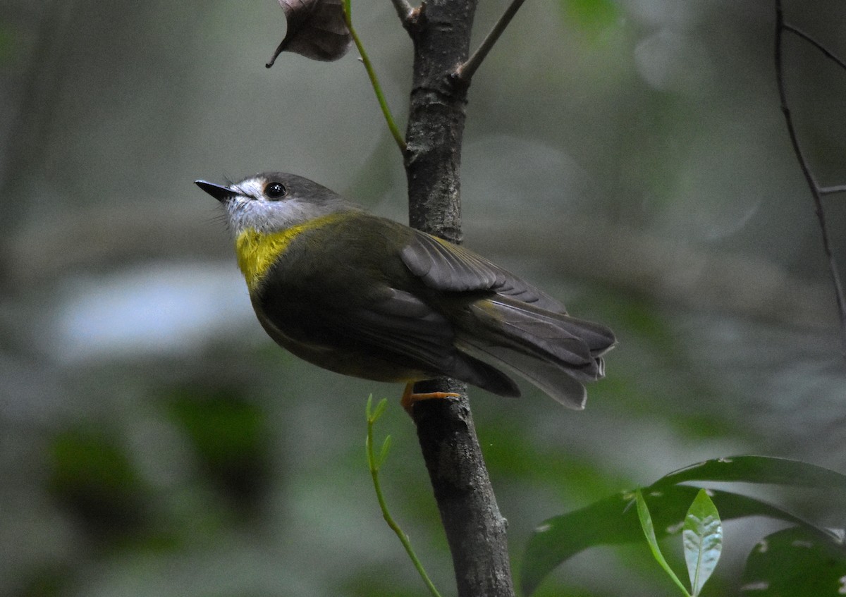 Pale-yellow Robin - ML639011755