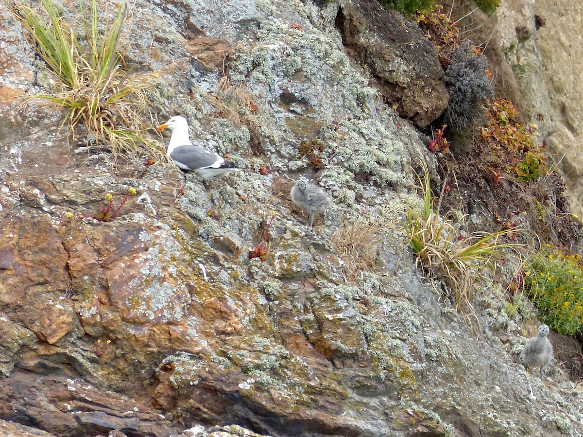 Western Gull - ML639011756