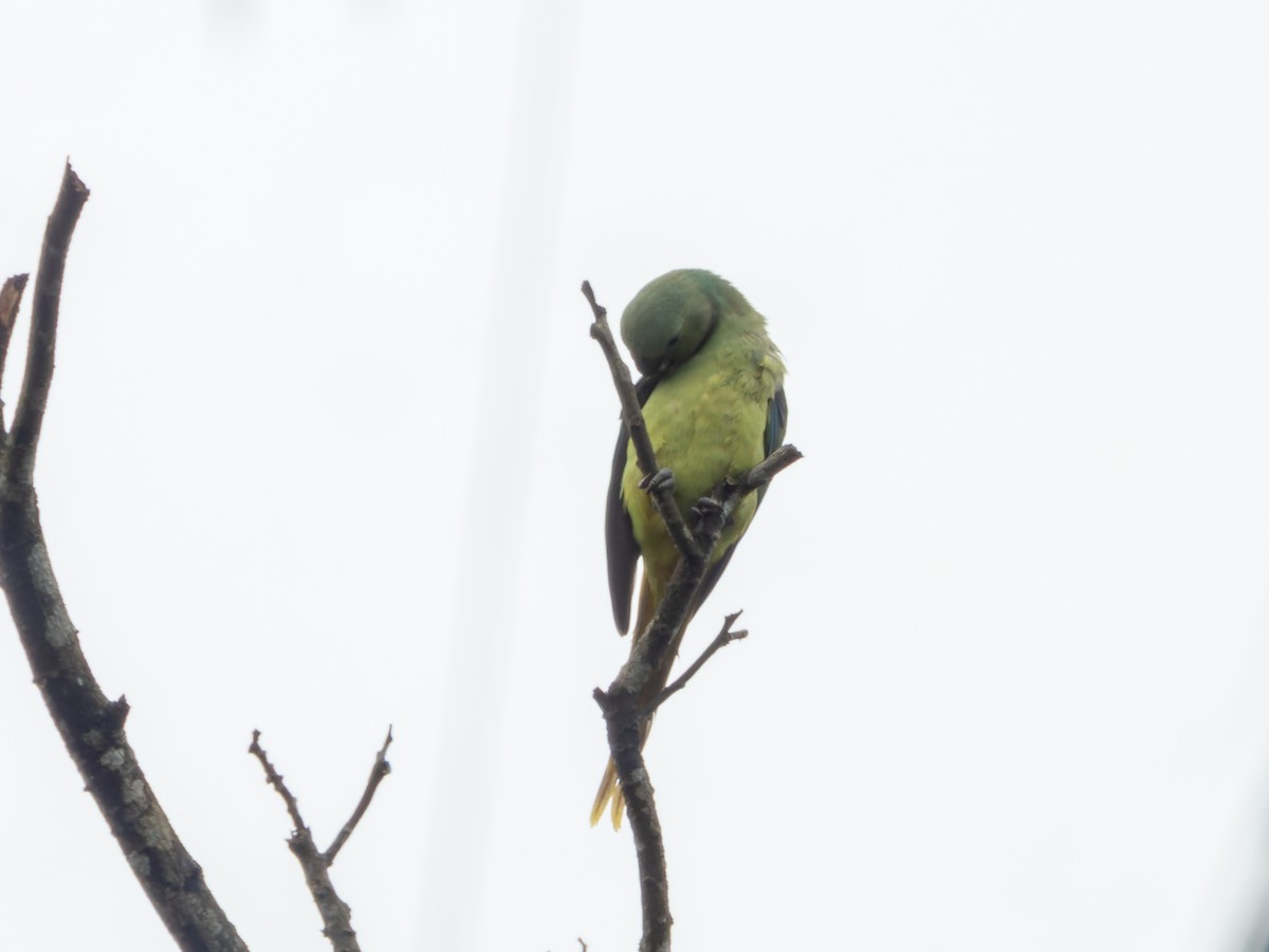 Malabar Parakeet - ML639011757