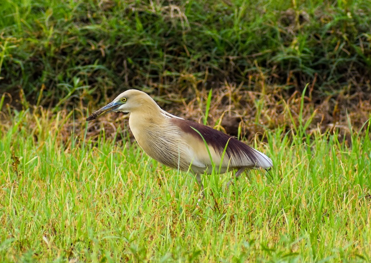 Indian Pond-Heron - ML639011758