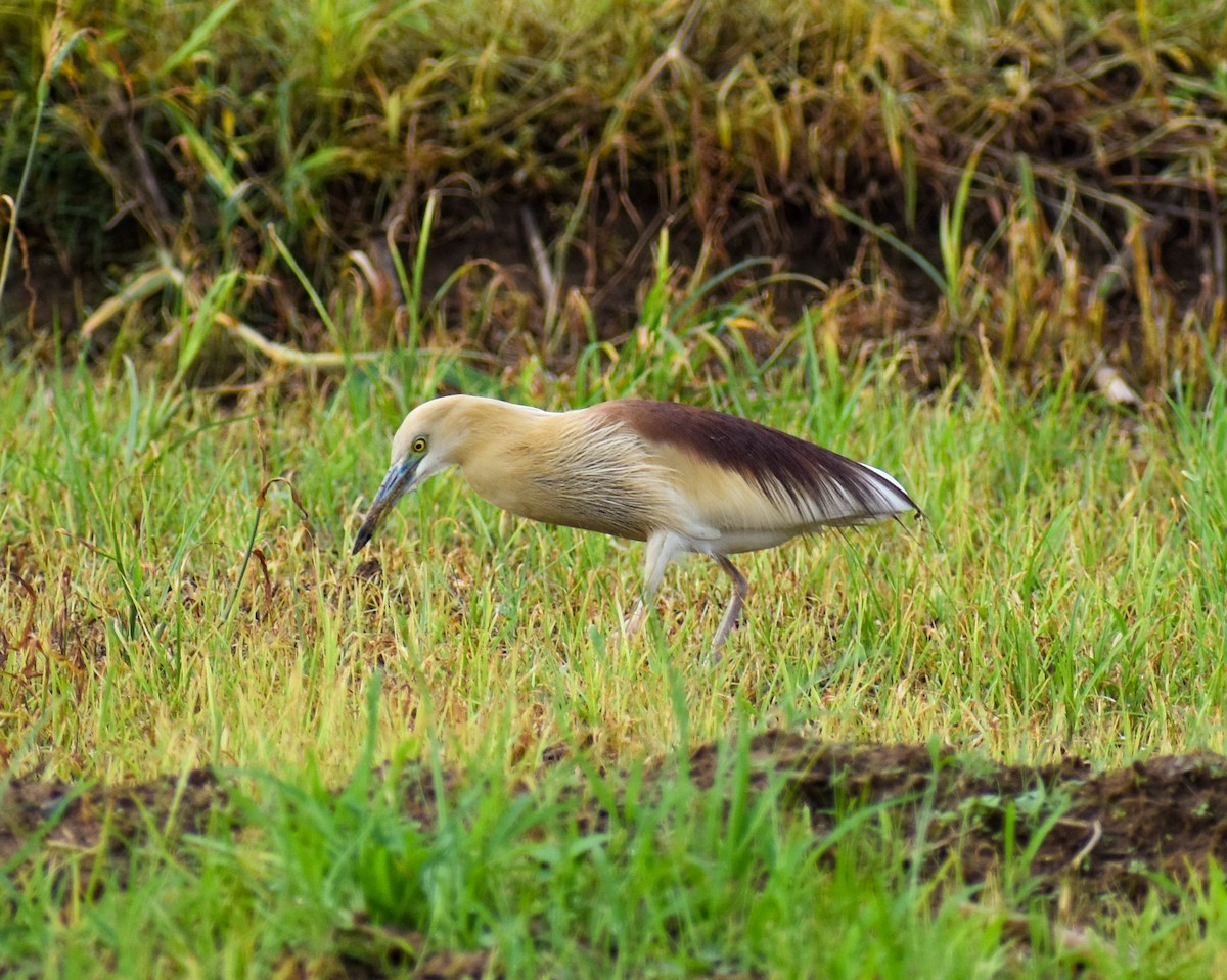 Indian Pond-Heron - ML639011759