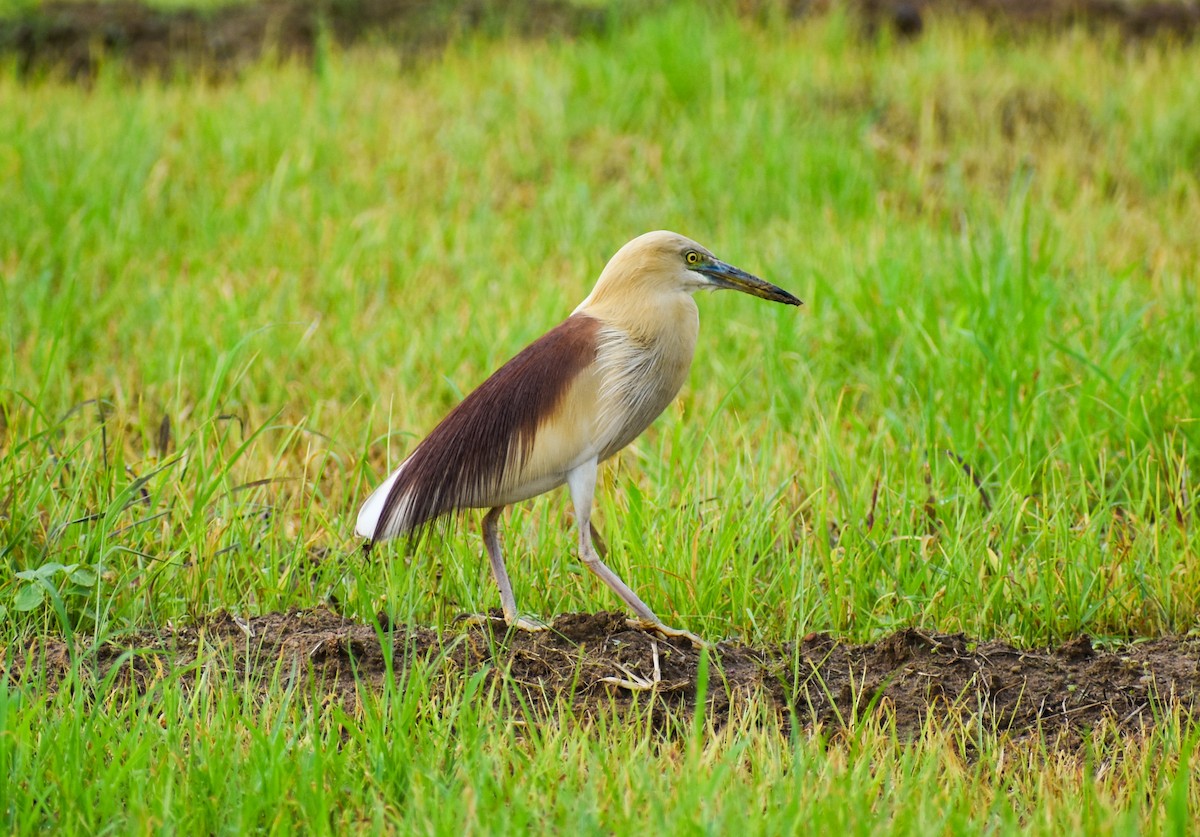Indian Pond-Heron - ML639011760