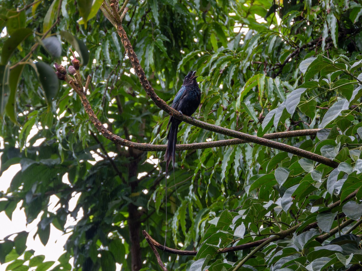 Greater Racket-tailed Drongo - ML639011761
