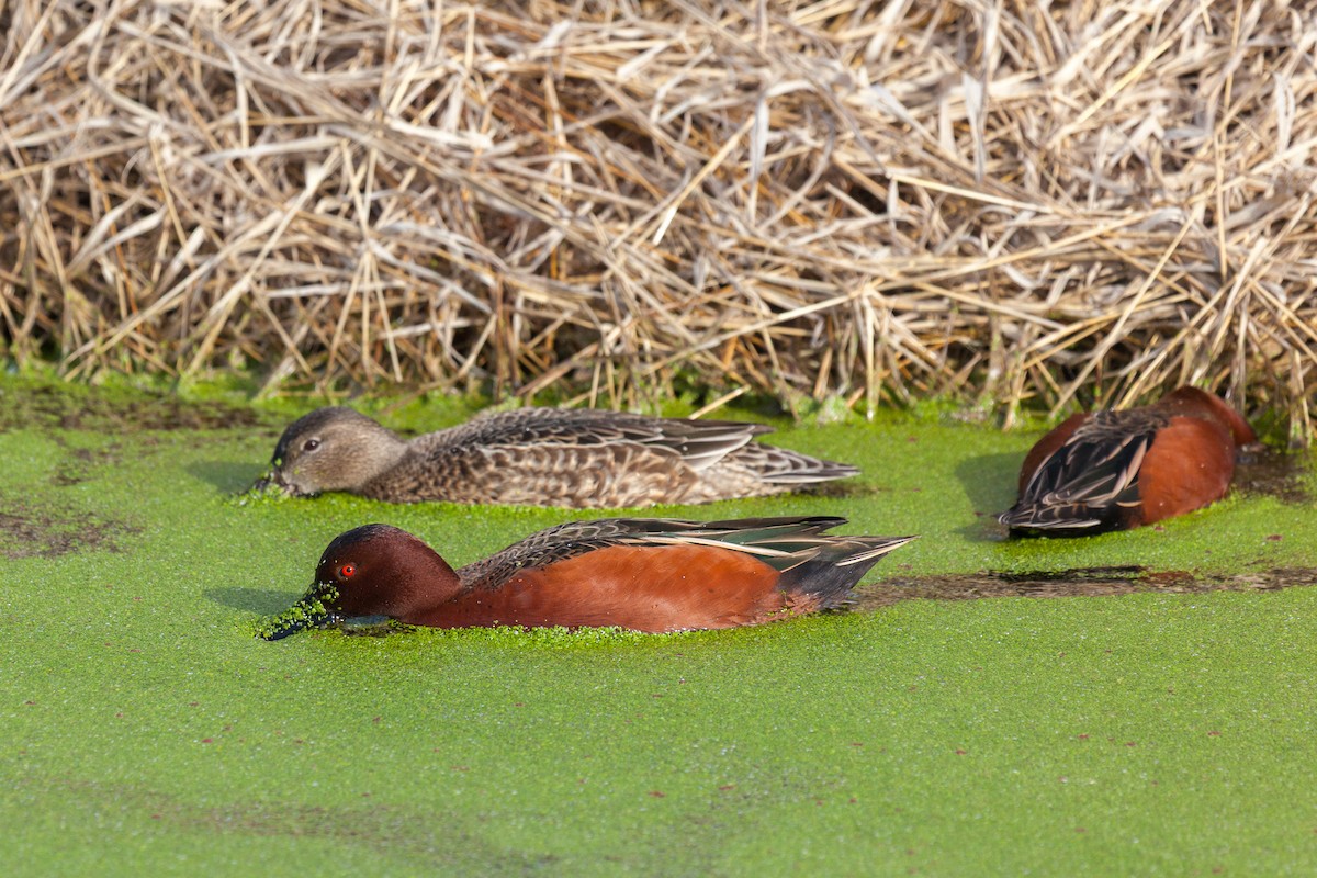 Cinnamon Teal - ML639011762