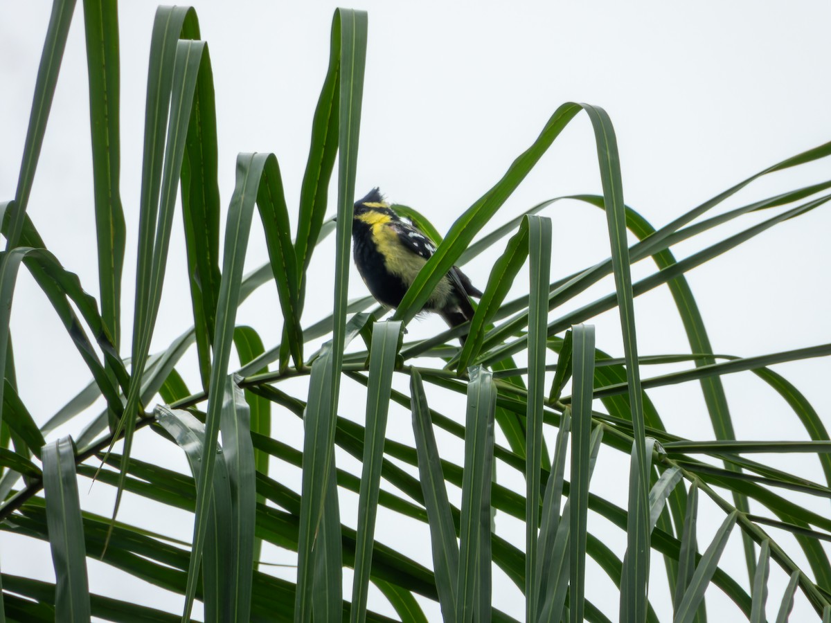 Indian Yellow Tit - ML639011763