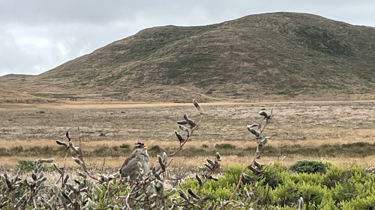 White-crowned Sparrow - ML639011764