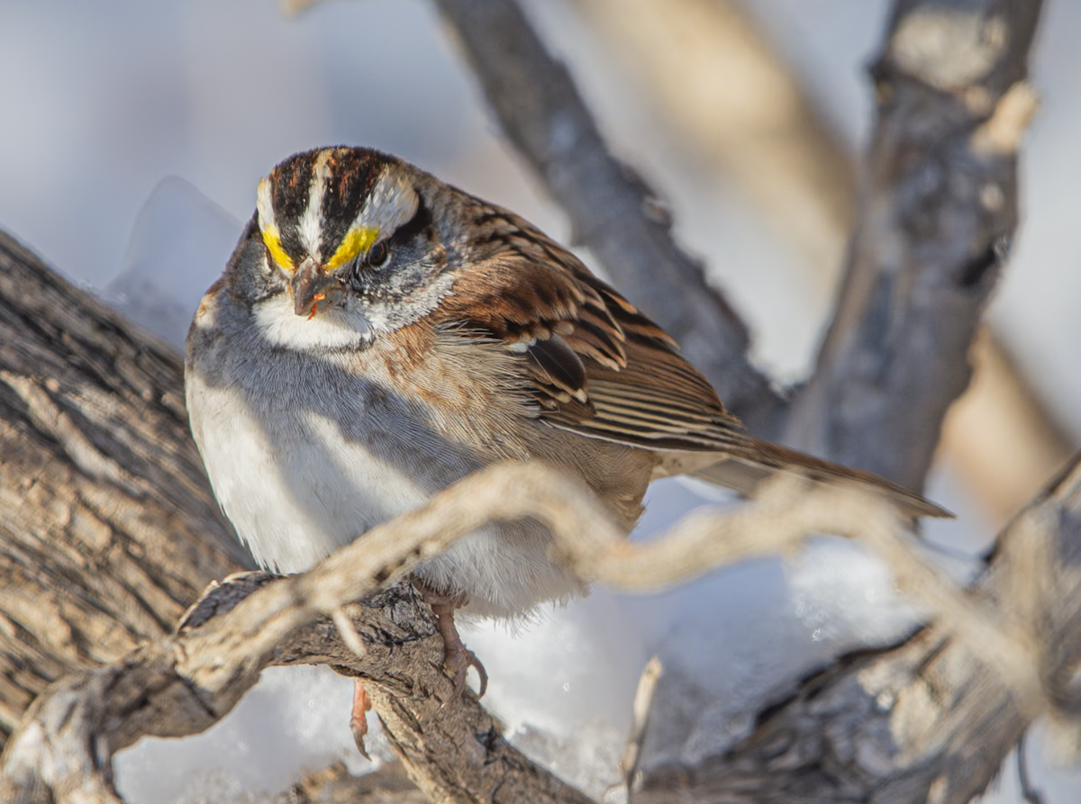 White-throated Sparrow - ML639011765