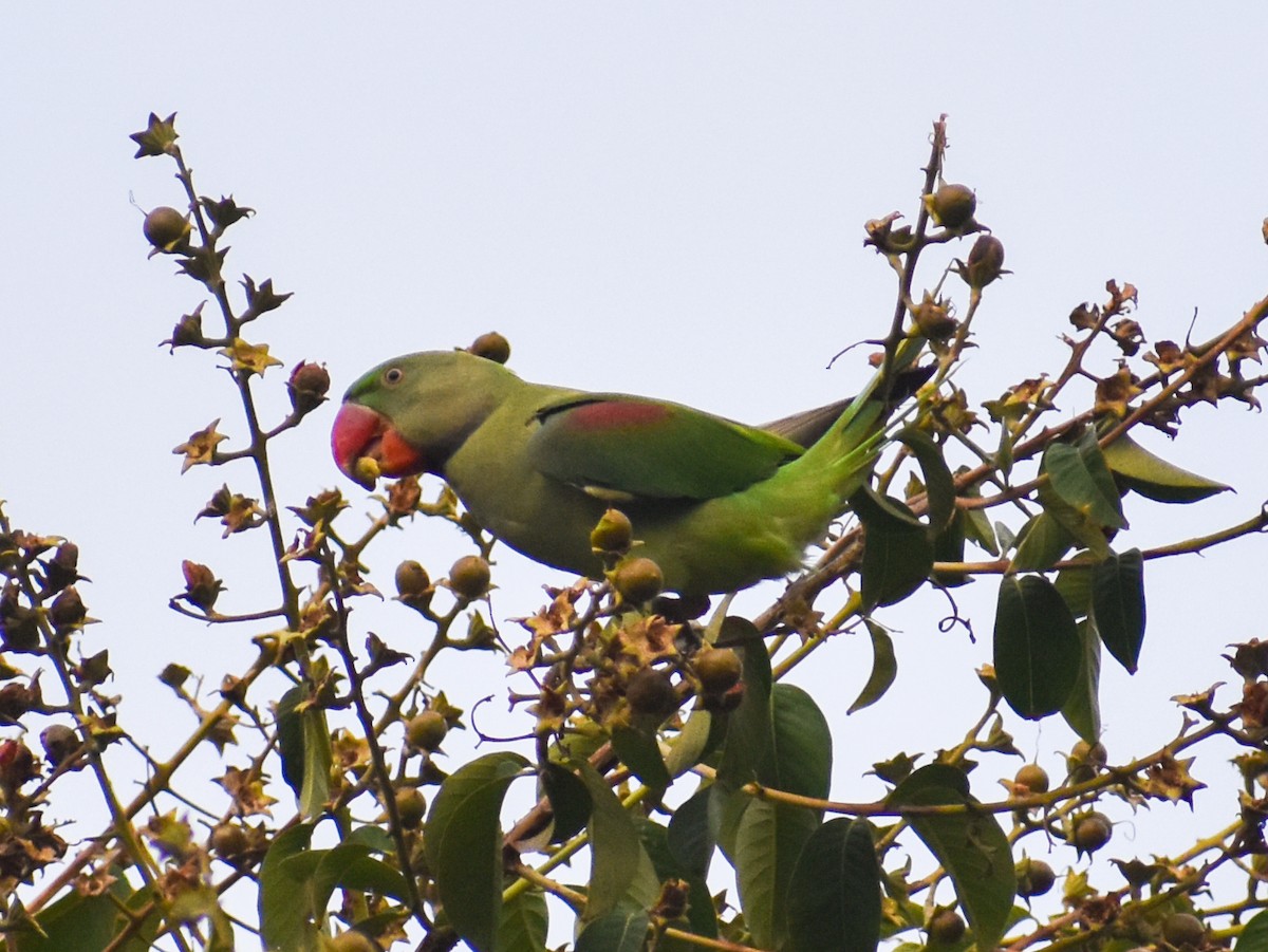 Alexandrine Parakeet - ML639011767