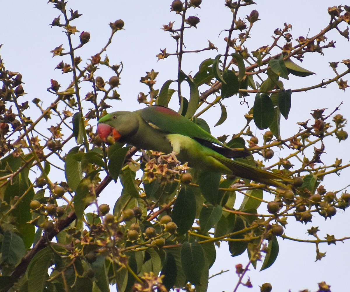 Alexandrine Parakeet - ML639011768