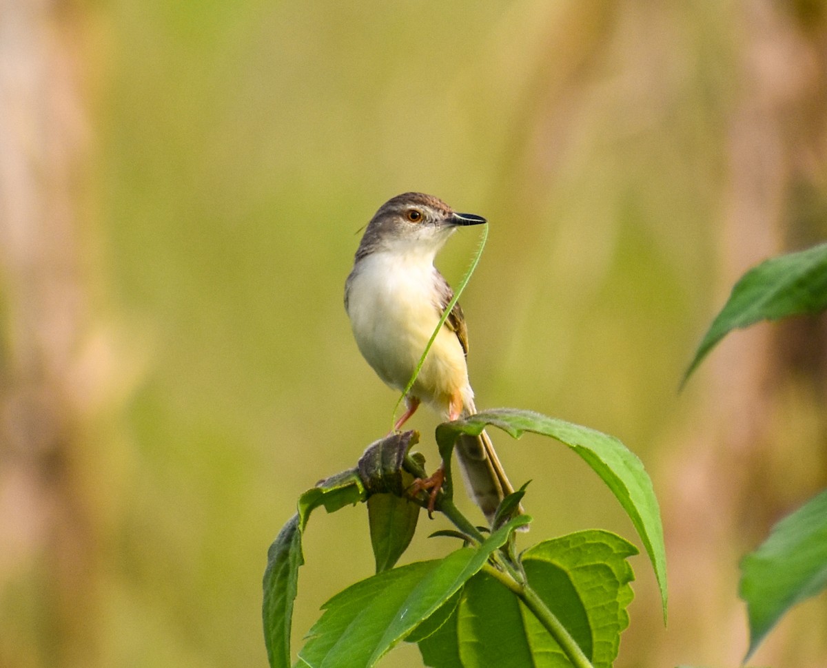 Plain Prinia - ML639011770