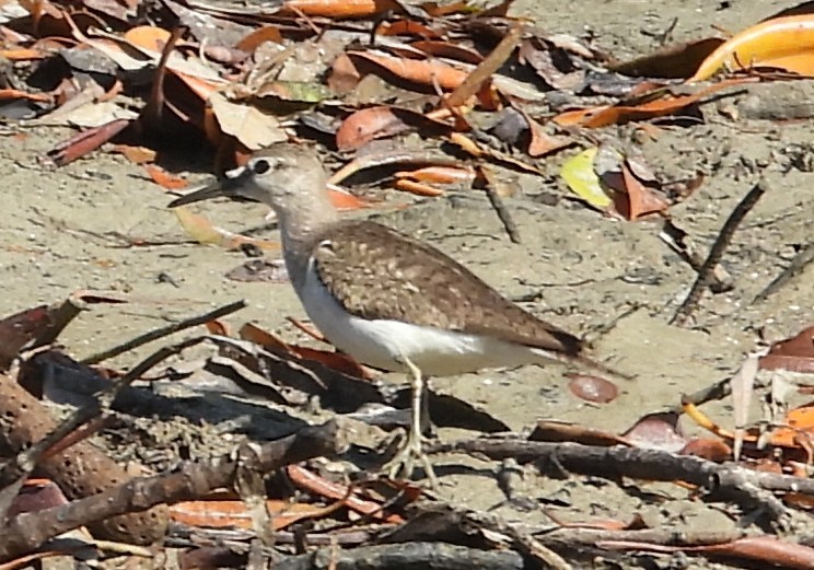 Common Sandpiper - ML639011772